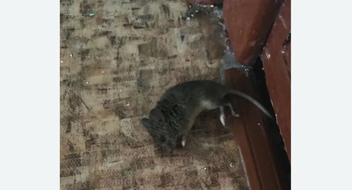 Дезинфекция от мышей в Каспийске