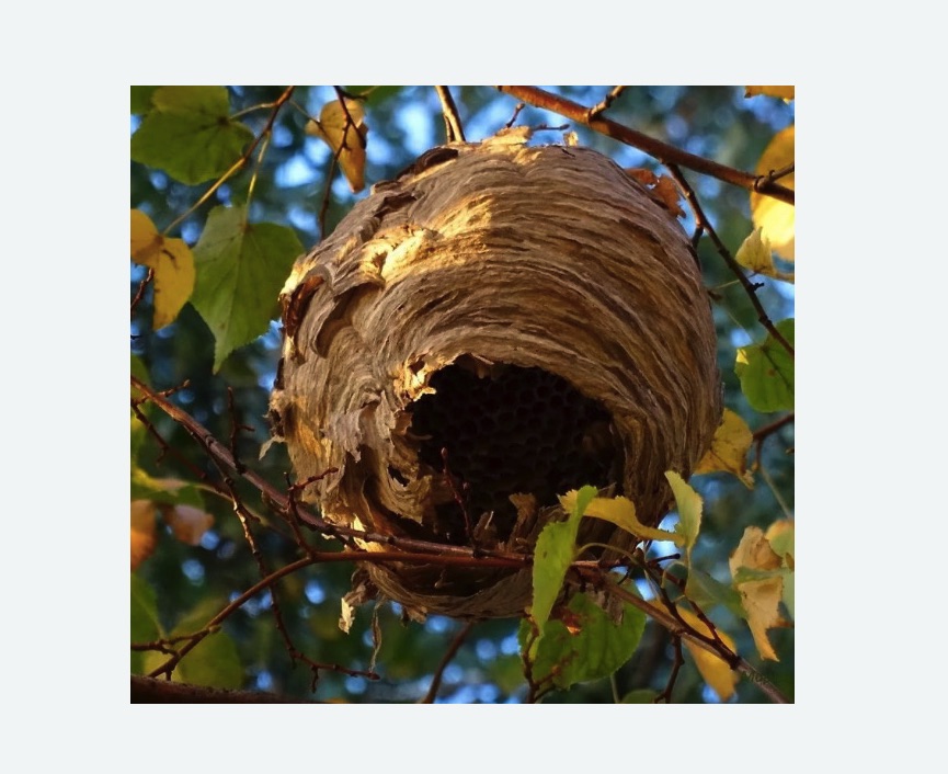 Обработка от шершней в Каспийске