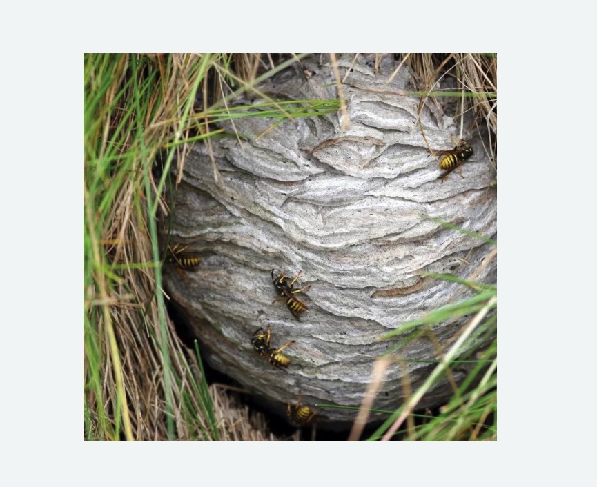 Уничтожение ос и ульев в Каспийске